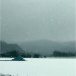 ANAA 2026 DANDRUFFSHAMPOO Question 20260324